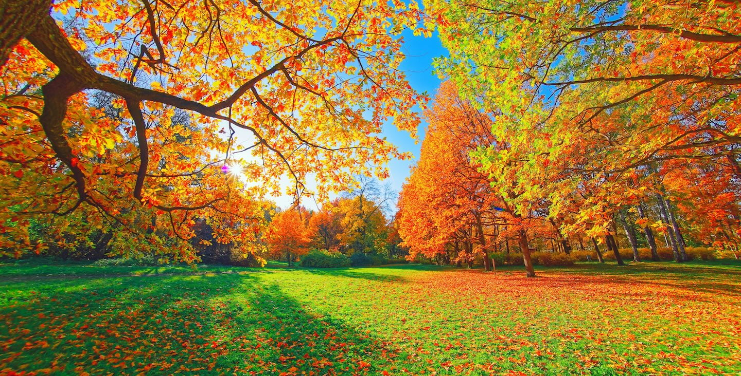 Reflection In Recovery During Fall | Otter House Wellness